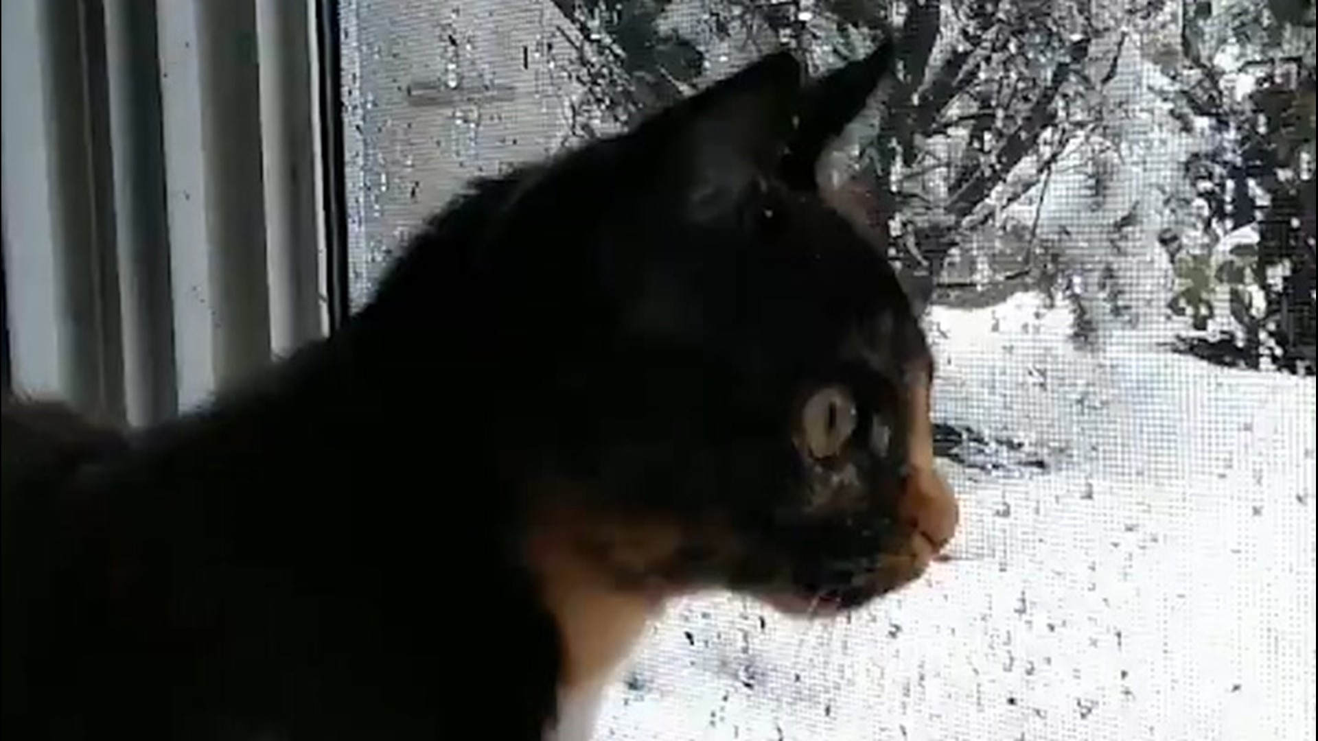 The recent snowfall in Saugus, Massachusetts, caught this cat's attention as it curiously looks out the window on Oct. 30.