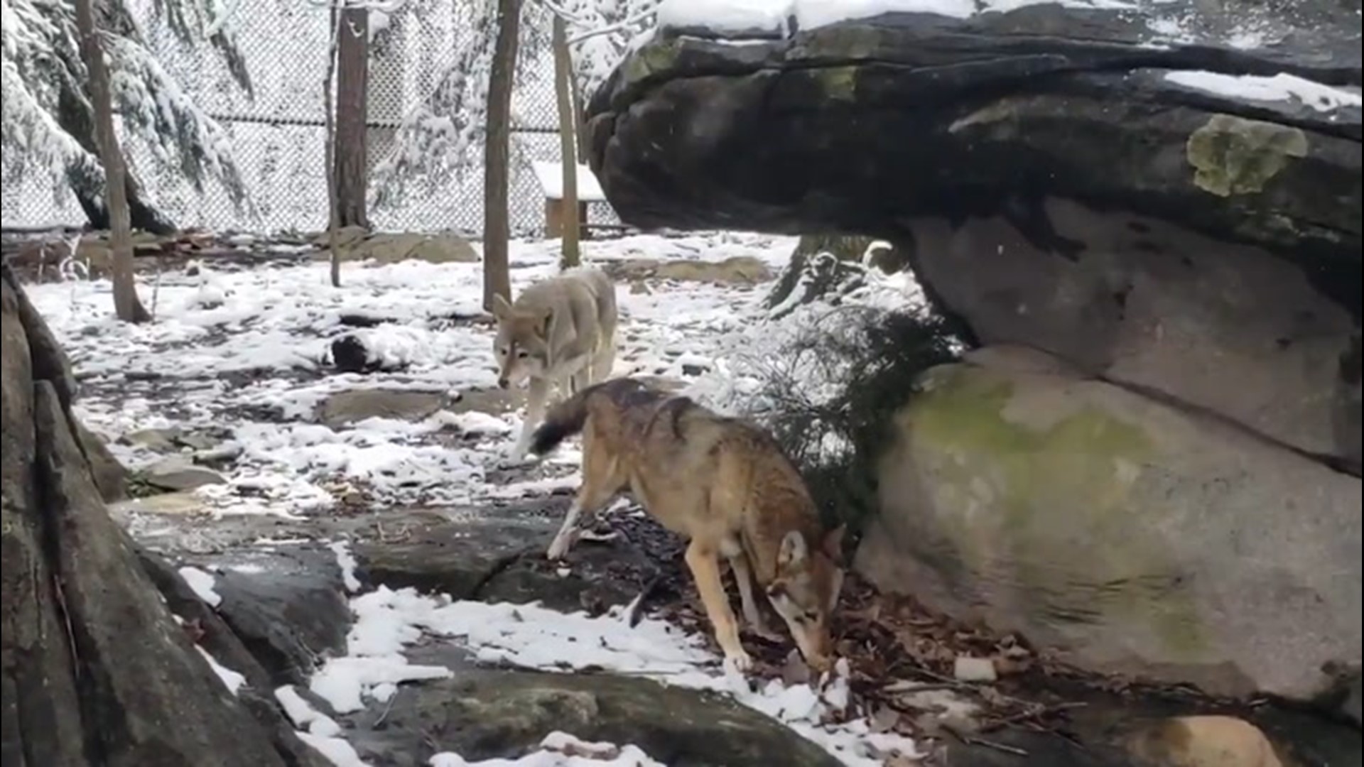 Animals at the North Carolina Zoo in Asheboro were treated to a winter wonderland on Feb. 21. These wolves looked like they didn't mind.