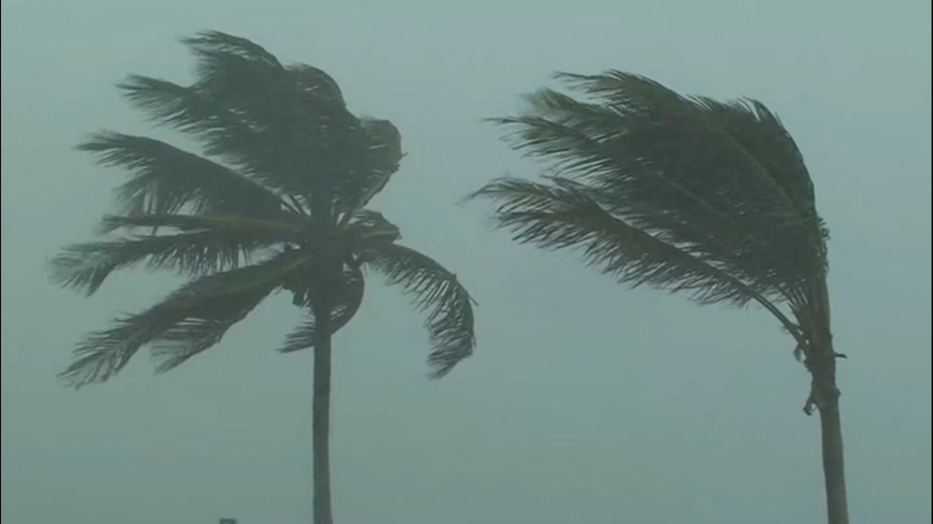 W is the last letter in the hurricane list. There has only been one 'W' storm in history, which was Wilma in 2005. This year's 'W' storm name is Wilfred.