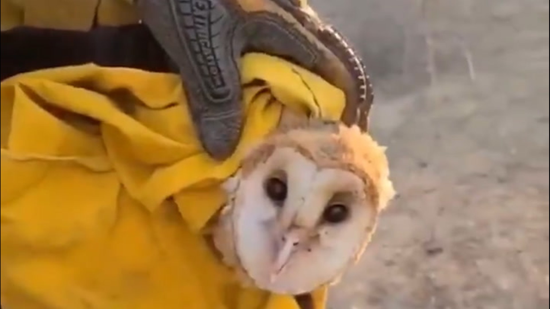 Firefighters in California rescued a barn owl after coming across it while battling the Silverado Fire on Oct. 27. The owl was injured in the blaze, but is said to be safe.