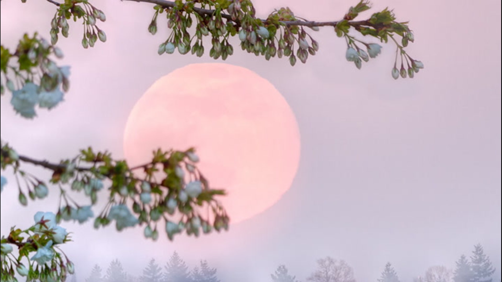 pink moon april 26