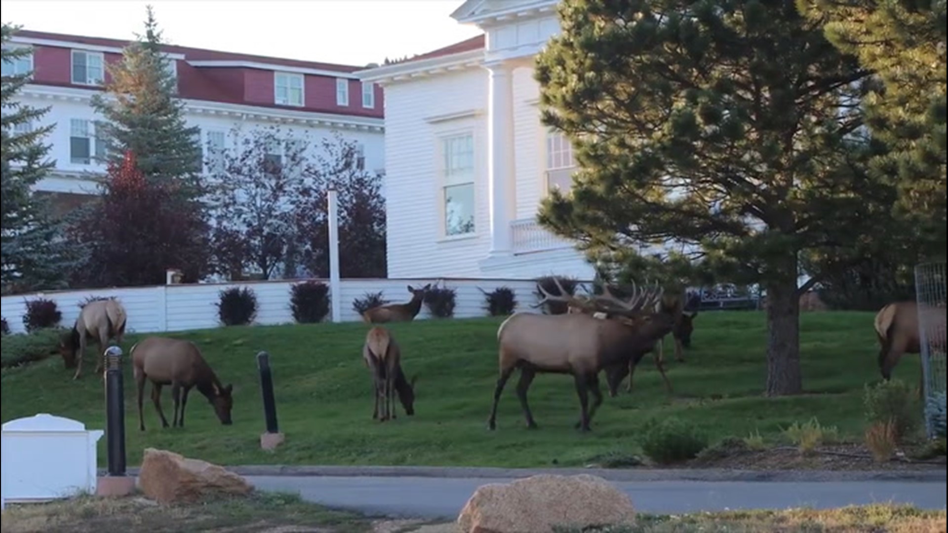 An elk made an eerie call while standing outside the historic Stanley Hotel, a resort in Estes Park, Colorado, which inspired Stephen King's The Shining on Sept. 25.