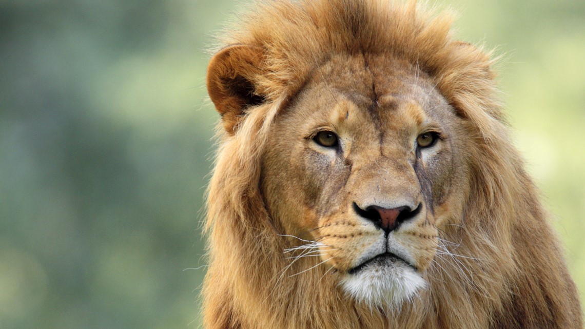 Four lions test positive for coronavirus at Barcelona zoo ...