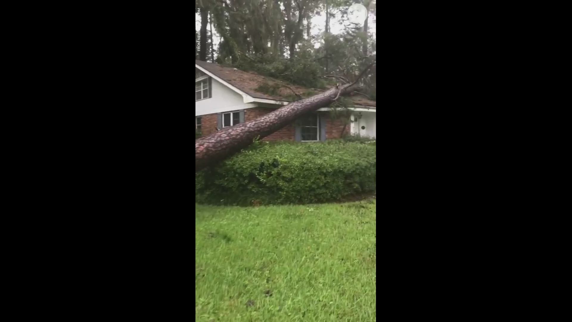 Hurricane Michael knocked down hundreds of trees on Wednesday in Tallahassee, Florida. (USA TODAY)