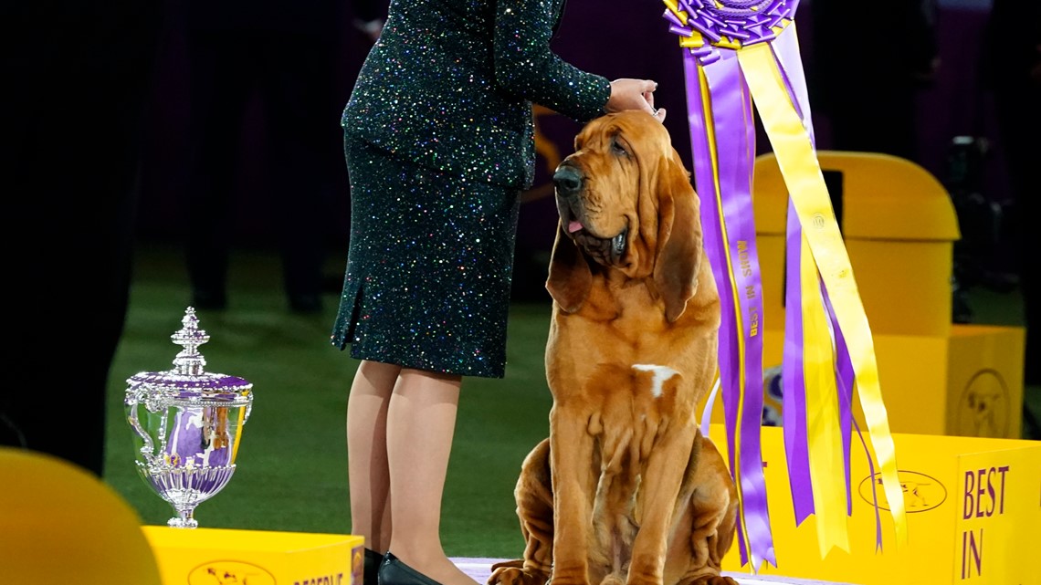Westminster Dog Show 2022: Trumpet the bloodhound wins - Vimarsana News