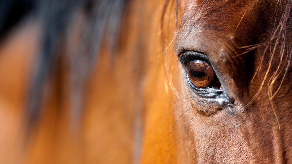 Horse stabbings at Las Vegas equestrian competition shocks the community
