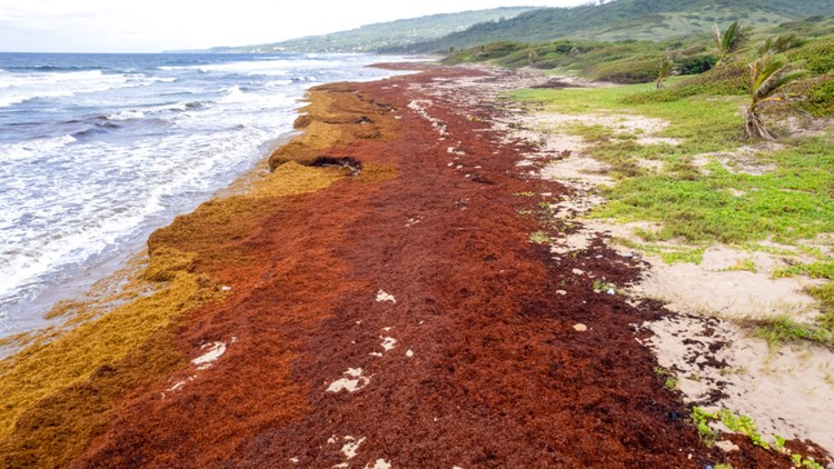Record amount of stinky seaweed chokes Caribbean shores