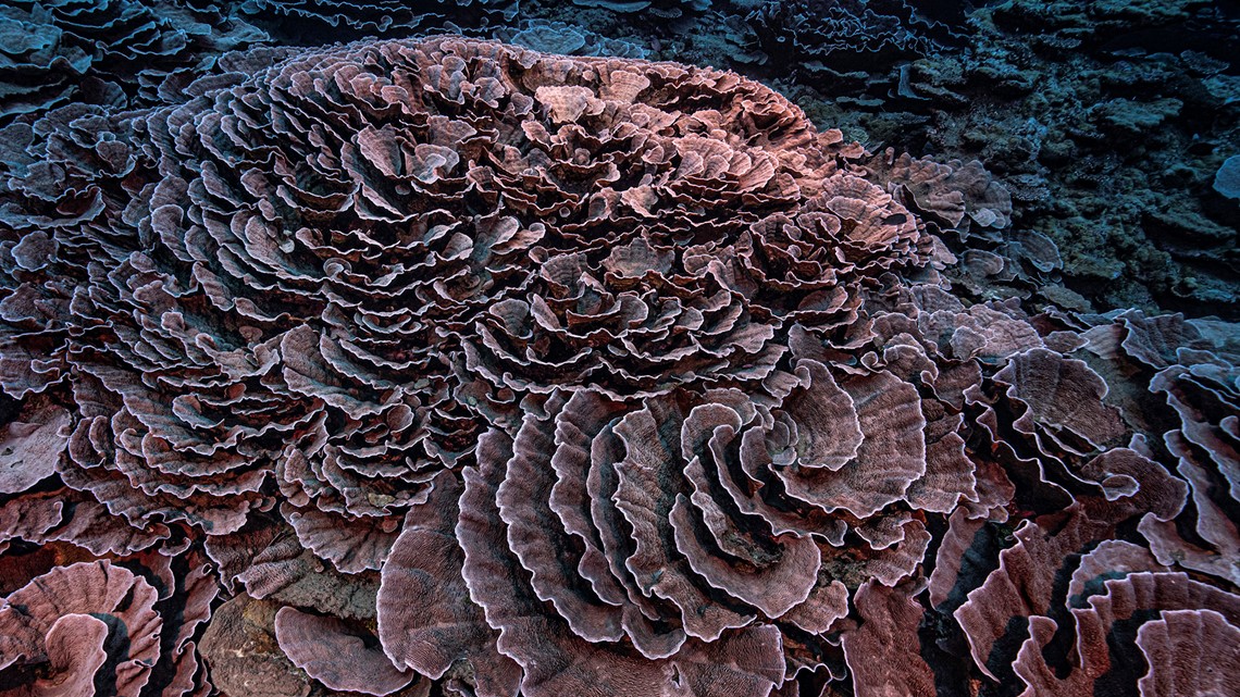 See rose-shaped corals off Tahiti that have stunned scientists - Vimarsana News