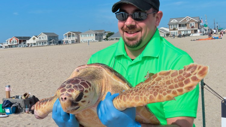 'There is truly no tougher turtle in the world than him': Titan returns to sea after rehabilitation