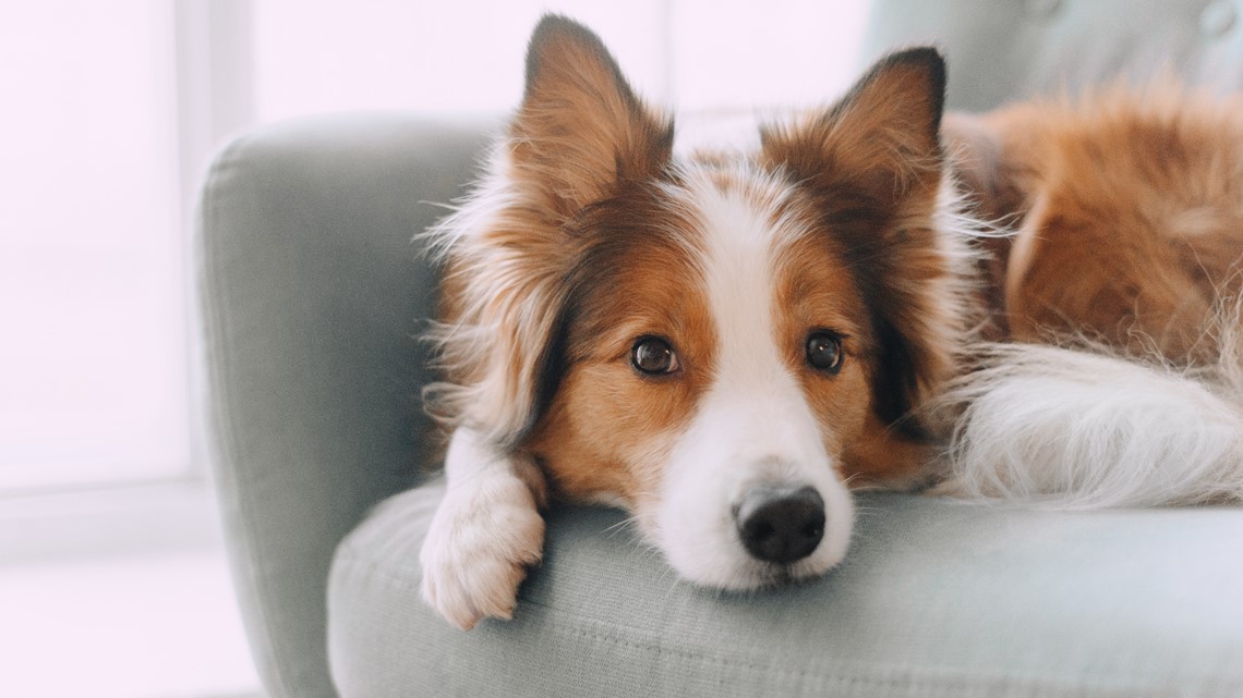 sarasota flea collar