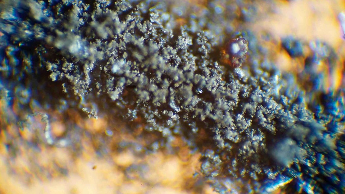 NASA wants moon rocks, cockroaches back from auction - Vimarsana News