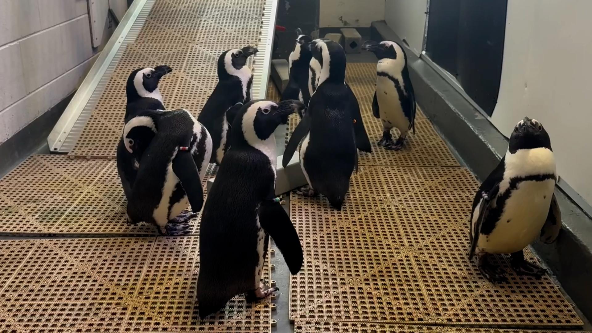 The Florida Aquarium in Tampa provided this video of staff relocating its penguins to higher ground ahead of Hurricane Milton.