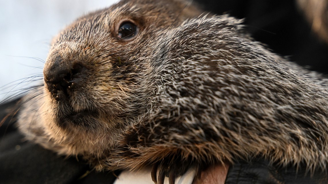 When is groundhog day? | wtsp.com - Vimarsana News