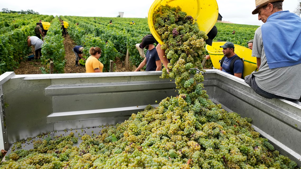 French winemakers have earliest ever harvest - Vimarsana News