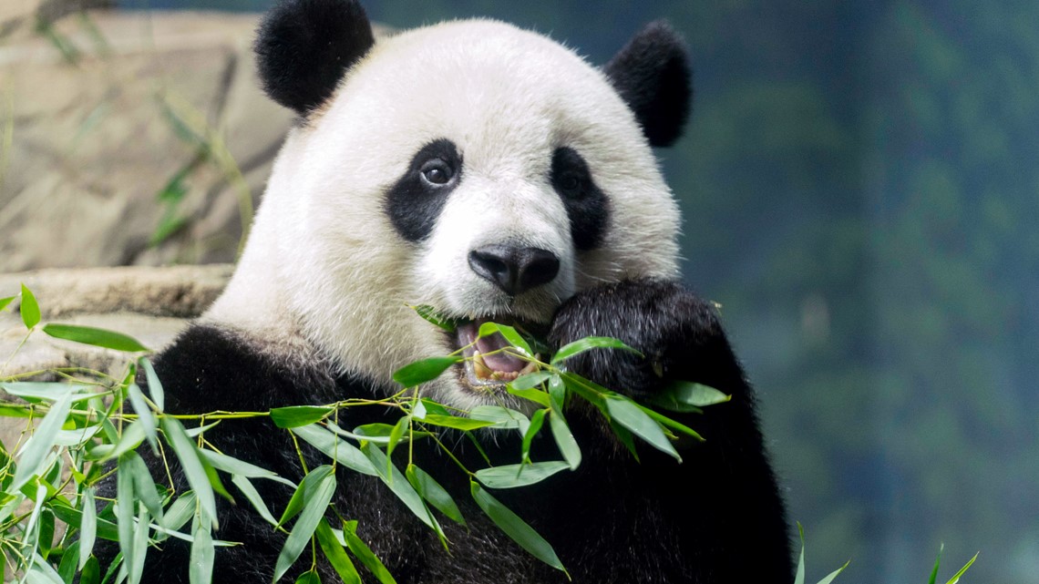US pandas set to return to china as exchange program ends - Vimarsana News
