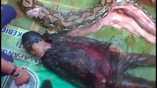 23-foot-long python swallows Indonesian woman | wtsp.com