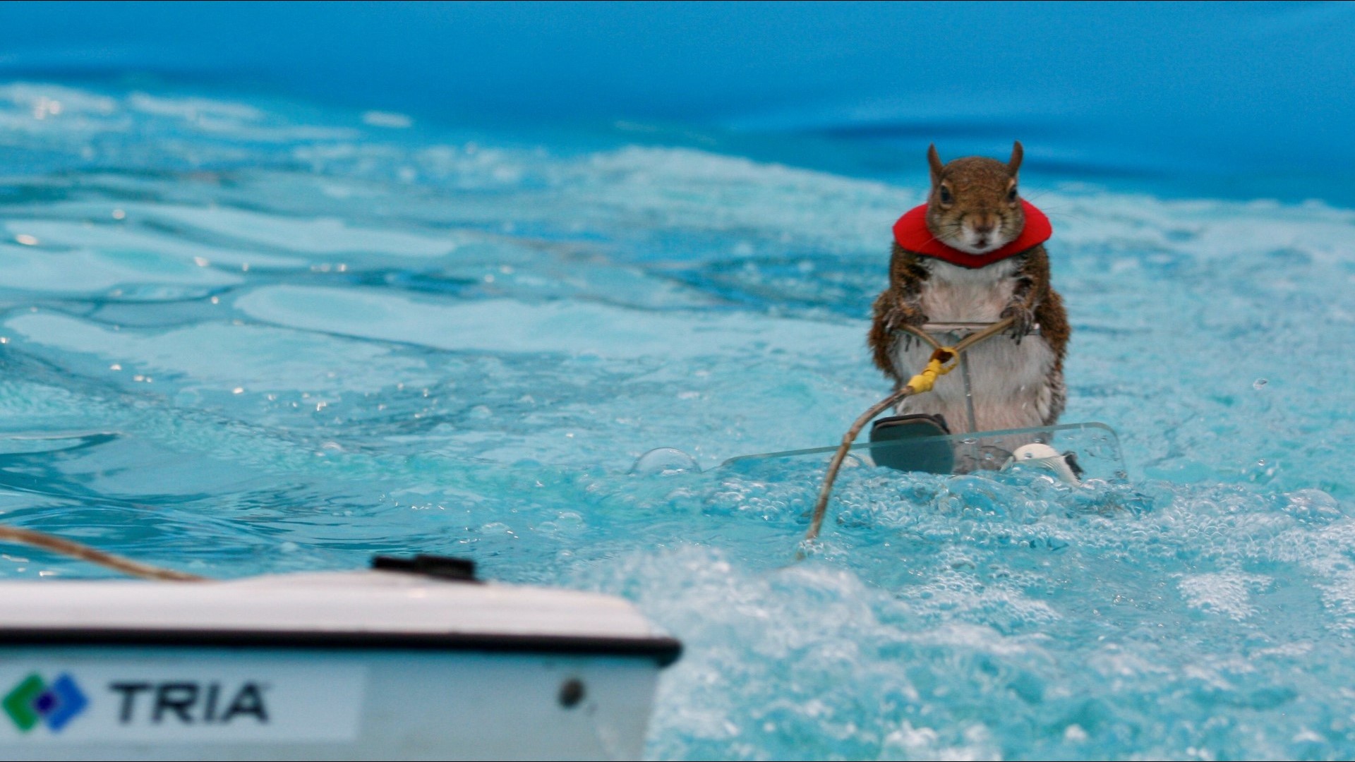 Twiggy the waterskiing squirrel retires after Minneapolis show