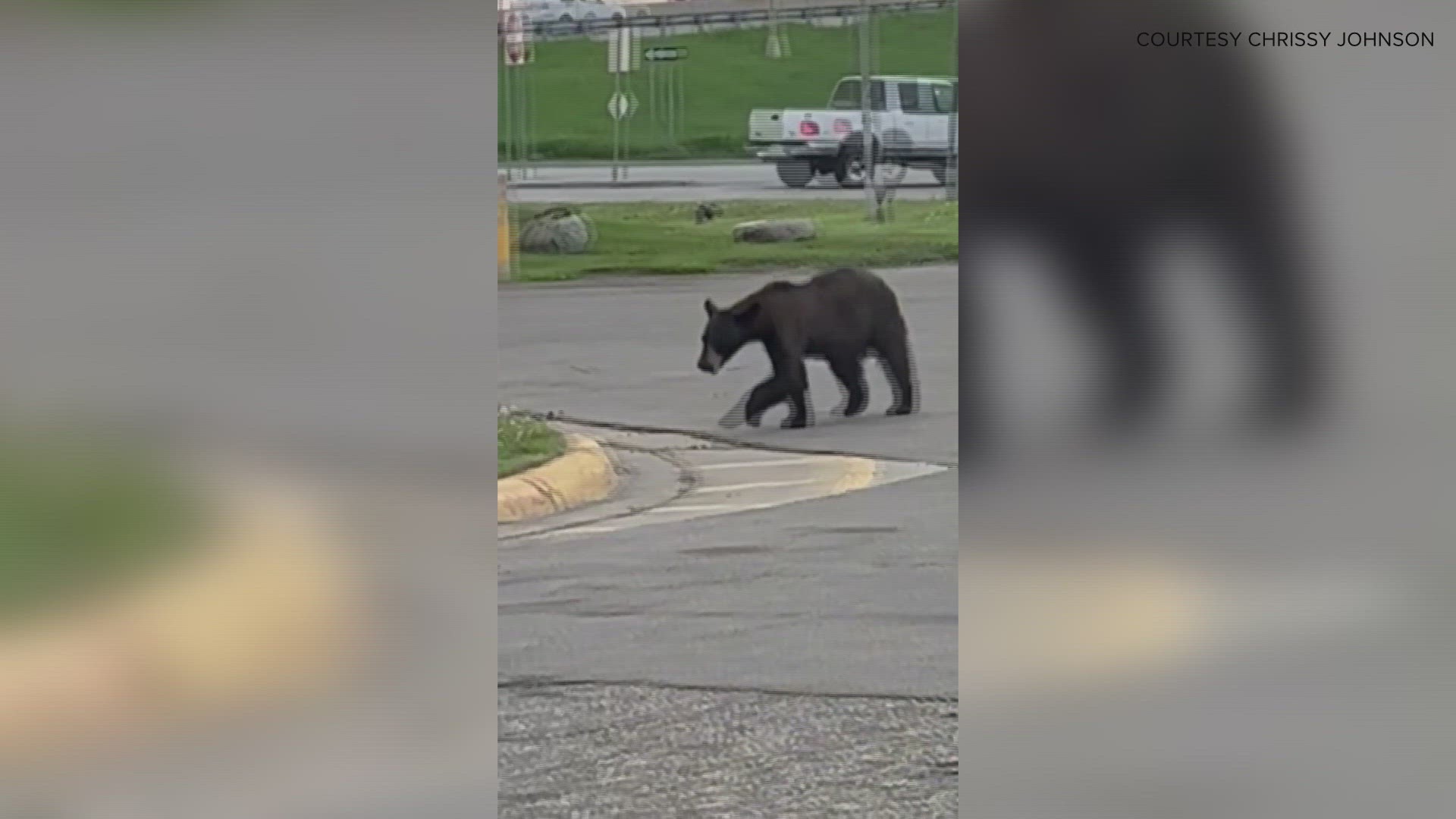 On May 19, Rogers Police tweeted that a bear was seen in the city's Mallard Estates neighborhood, located off 141st Avenue North, just east of Highway 101.