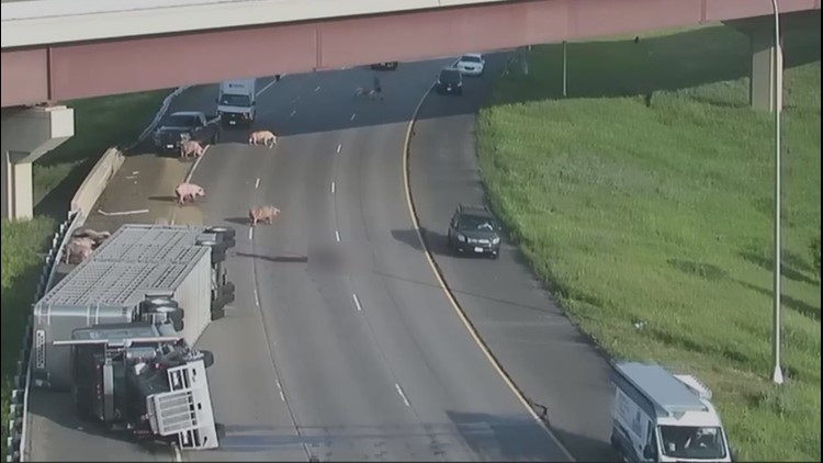 Pigs wander interstate after semi rollover crash
