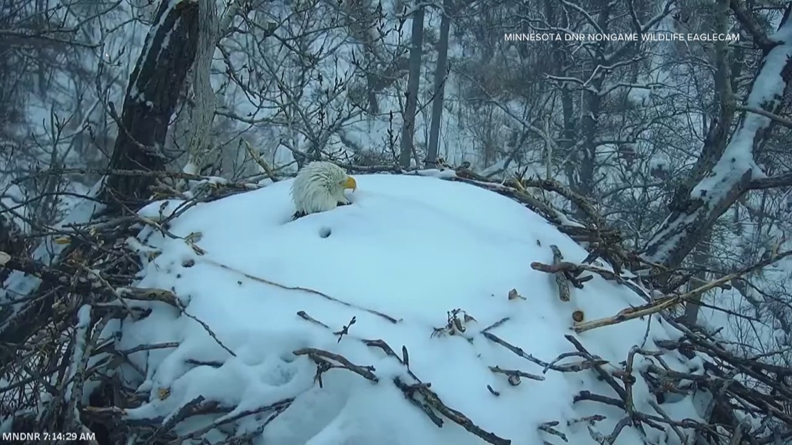 EagleCam: Eagle emerges from snow-covered nest after storm - Vimarsana News