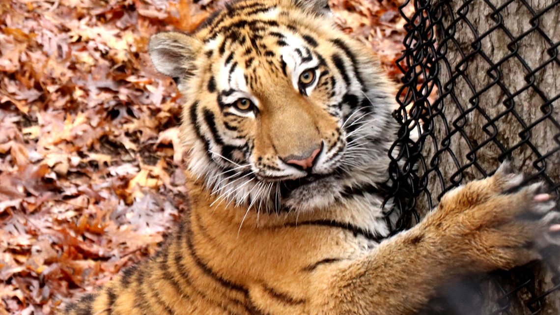 New Amur tiger introduced at the Minnesota Zoo - Vimarsana News