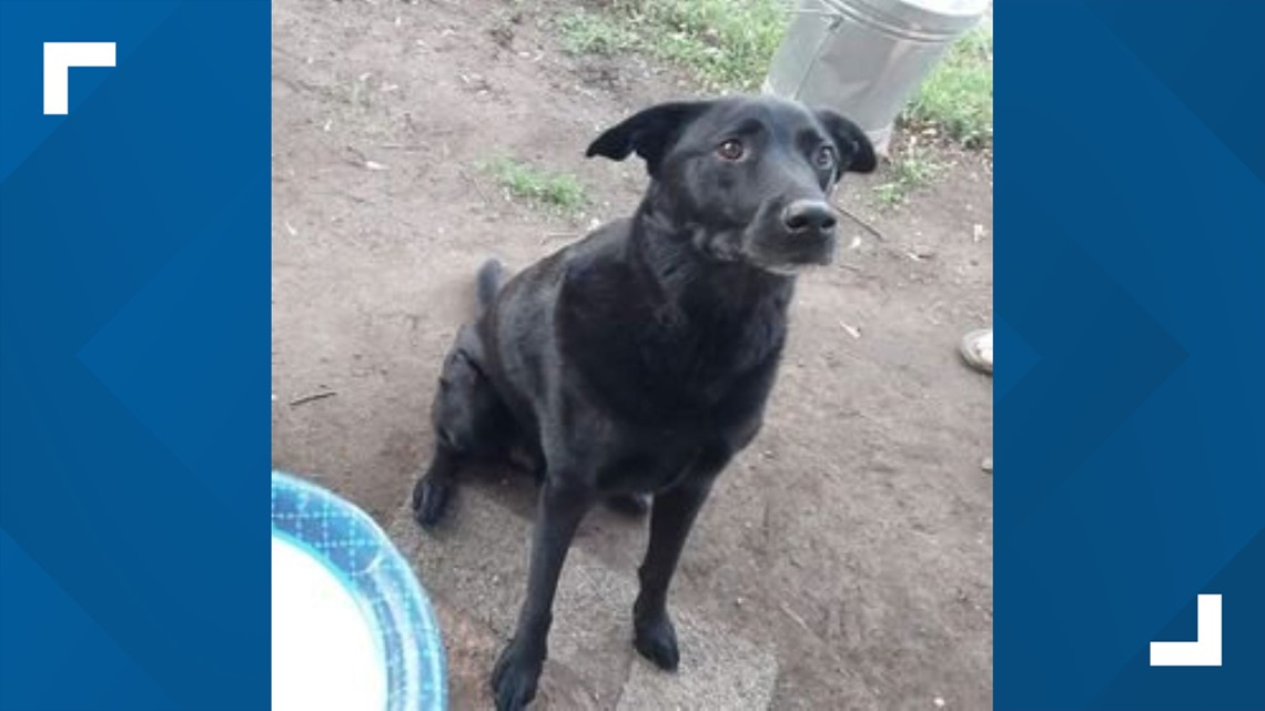 Missing dog reunited with owners after being missing for a month - Vimarsana News