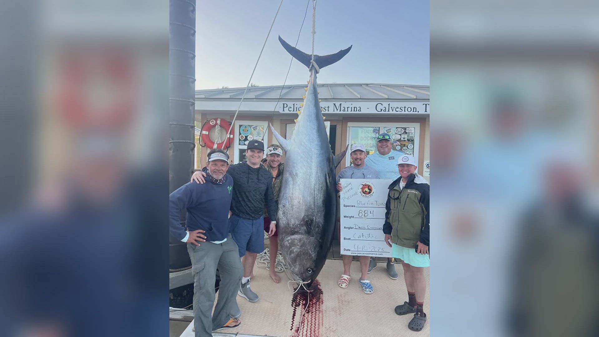 The bluefin tuna is trophy fish that's historically championed among anglers for its mammoth size and high quality meat that can be sold up to $40 per pound locally.
