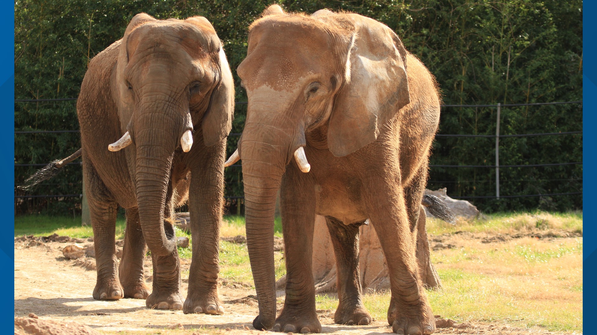Cameron Park Zoo in Waco receives $5,000 donation | wtsp.com