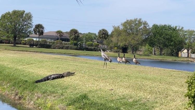 VIDEO: 'Gangster' bird scares off alligator in Sarasota