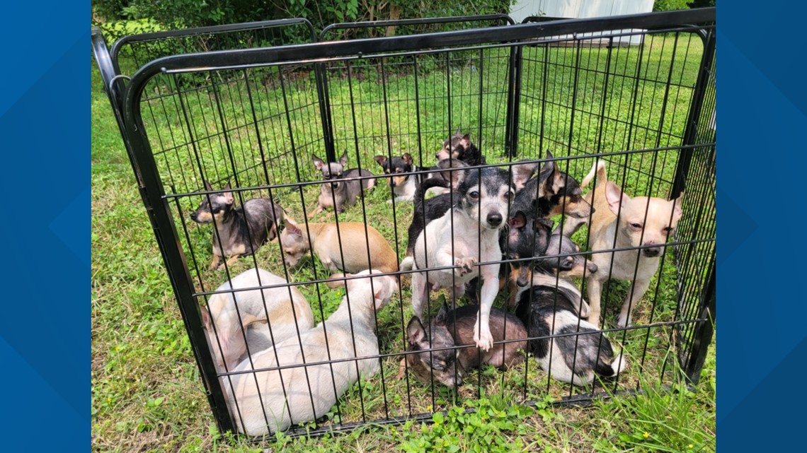 24 dogs pulled from Texas house fire - Vimarsana News