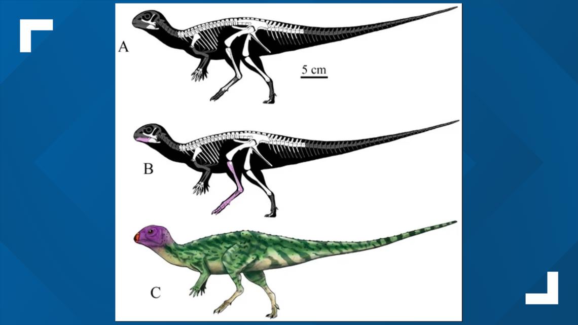 New dinosaur species discovered in Thailand - Vimarsana News