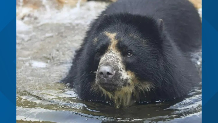 'Escape artist' bear from St. Louis Zoo headed to Texas