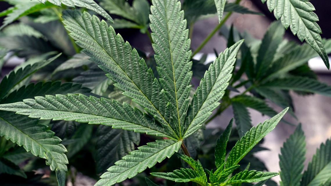 New Florida bill would let patients grow their own marijuana