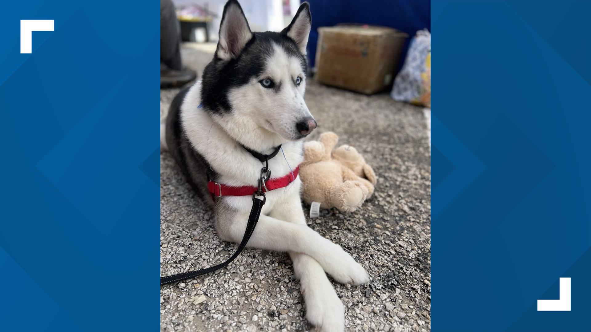 This three-year-old Husky was saved from the euthanasia list at City of San Antonio ACS just moments before he was due to be sedated.