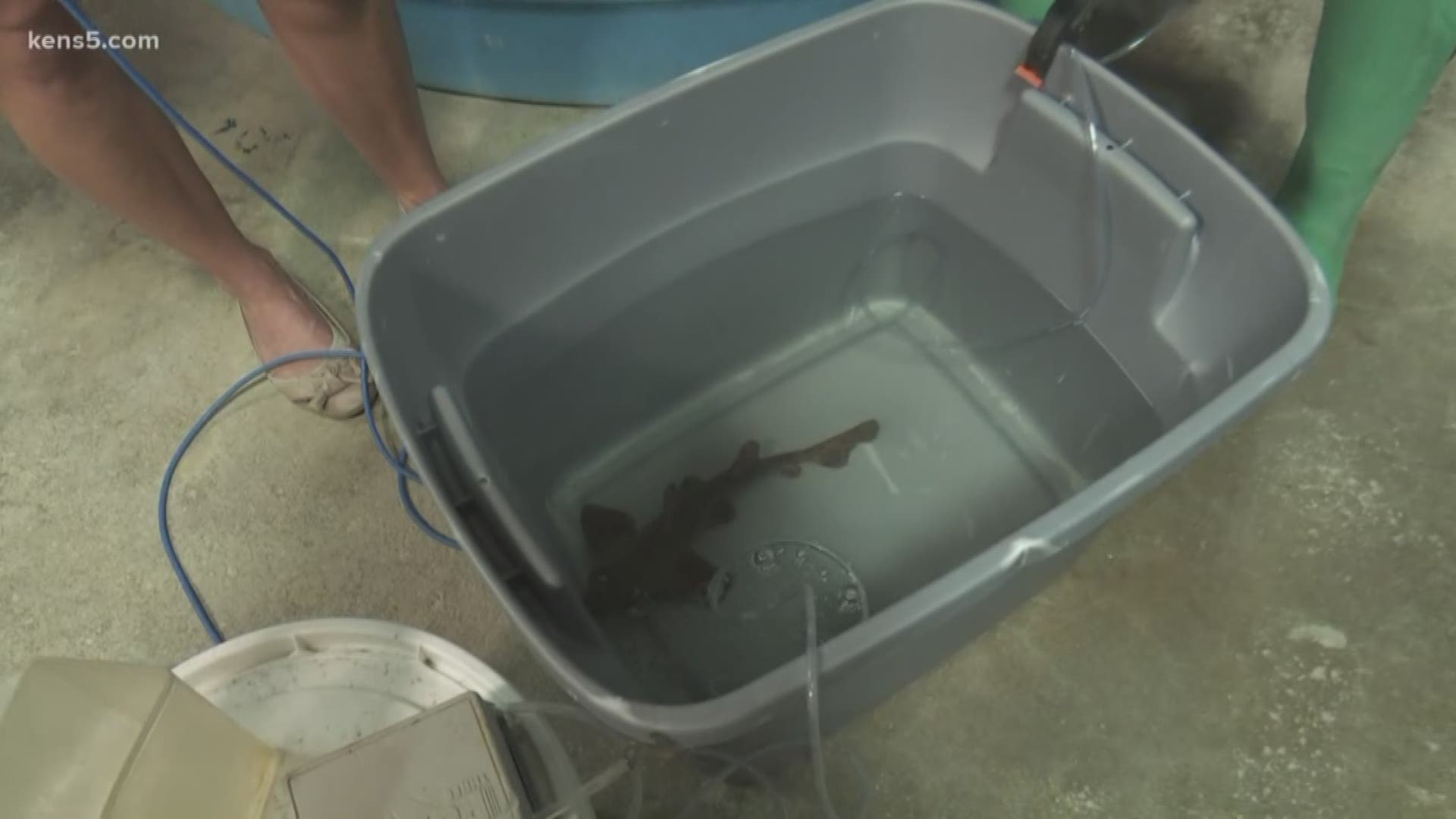 A horn shark stolen from the San Antonio aquarium Saturday is back home in her salt water exhibit. Three people were captured on surveillance stealing the shark from a tank, putting her in a stroller and walking out.