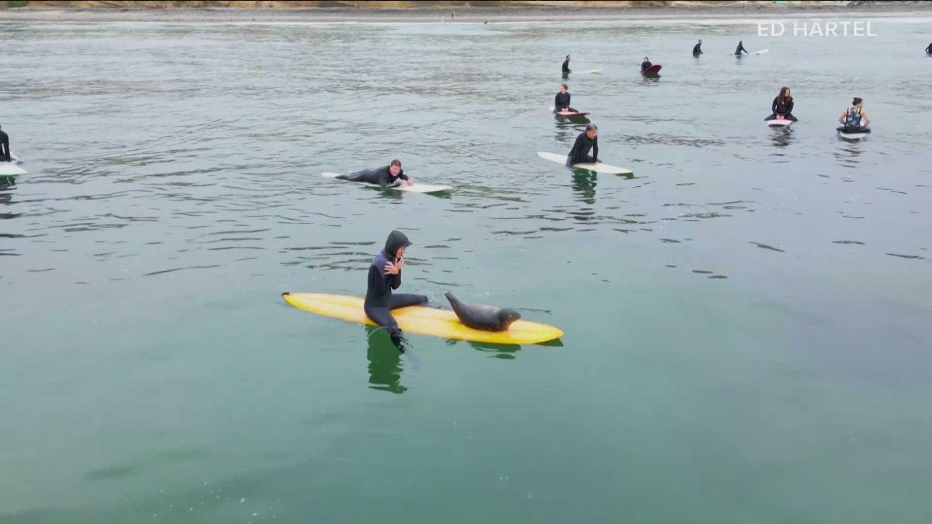 "Basically, he swims from board to board jumping on different surfers' boards," said Ed Hartel, a photographer and drone pilot, who noticed what was happening.