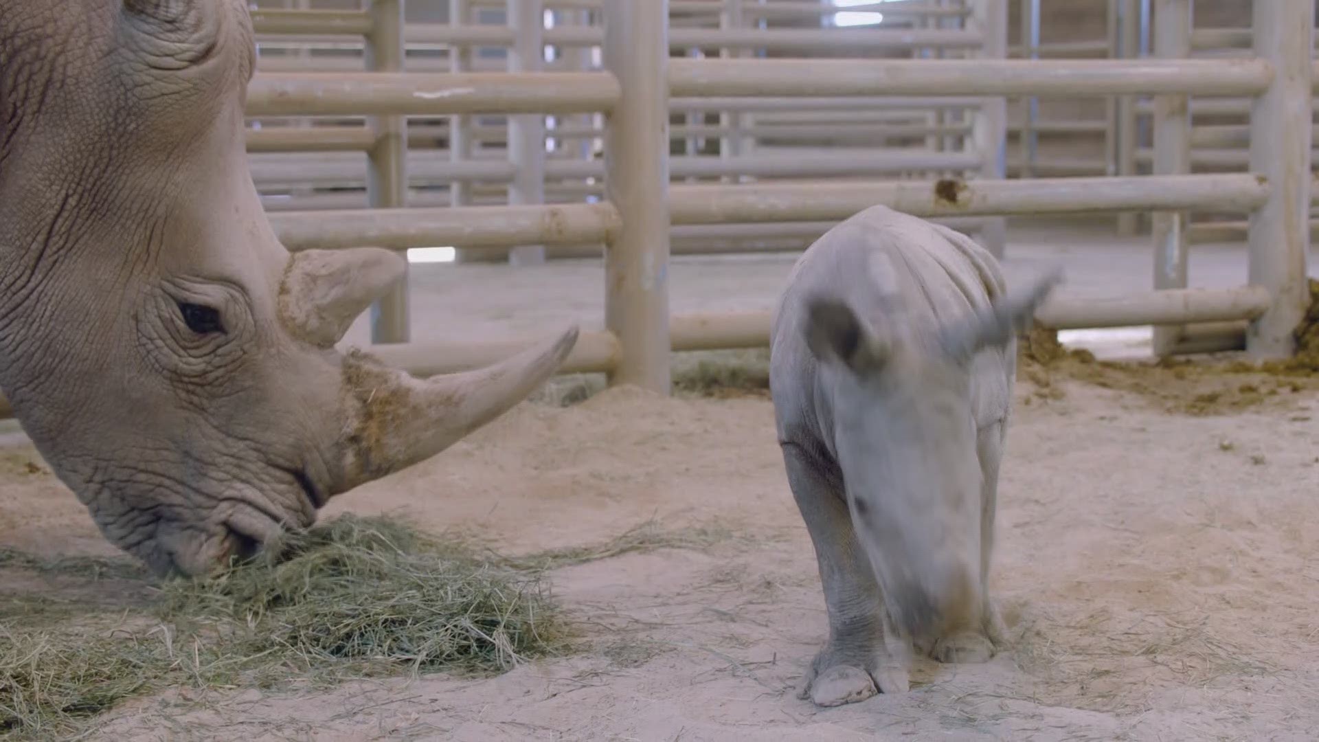 The zoo says the birth represents a step forward in San Diego Zoo Global’s efforts to save the Northern White Rhino from extinction.