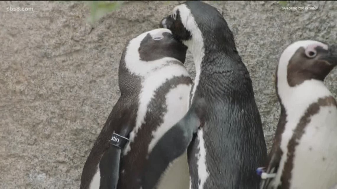 Gay penguins adopt, hatch baby chick