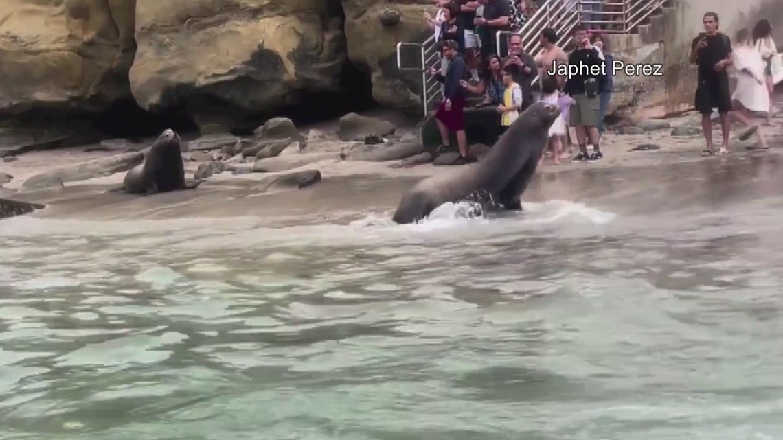 Sea lions charge, bark at beachgoers in La Jolla | wtsp.com