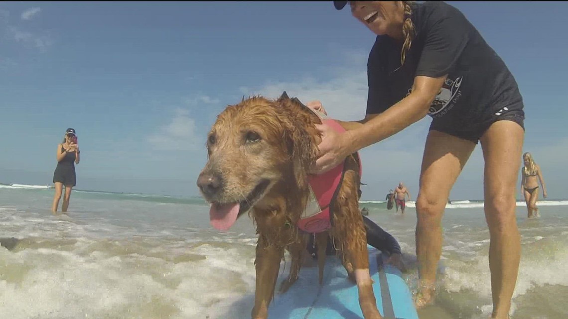 Ricochet, San Diego surfing therapy dog, dies at 15 - Vimarsana News