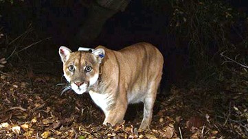 Famous LA cougar kills Chihuahua being walked on a leash