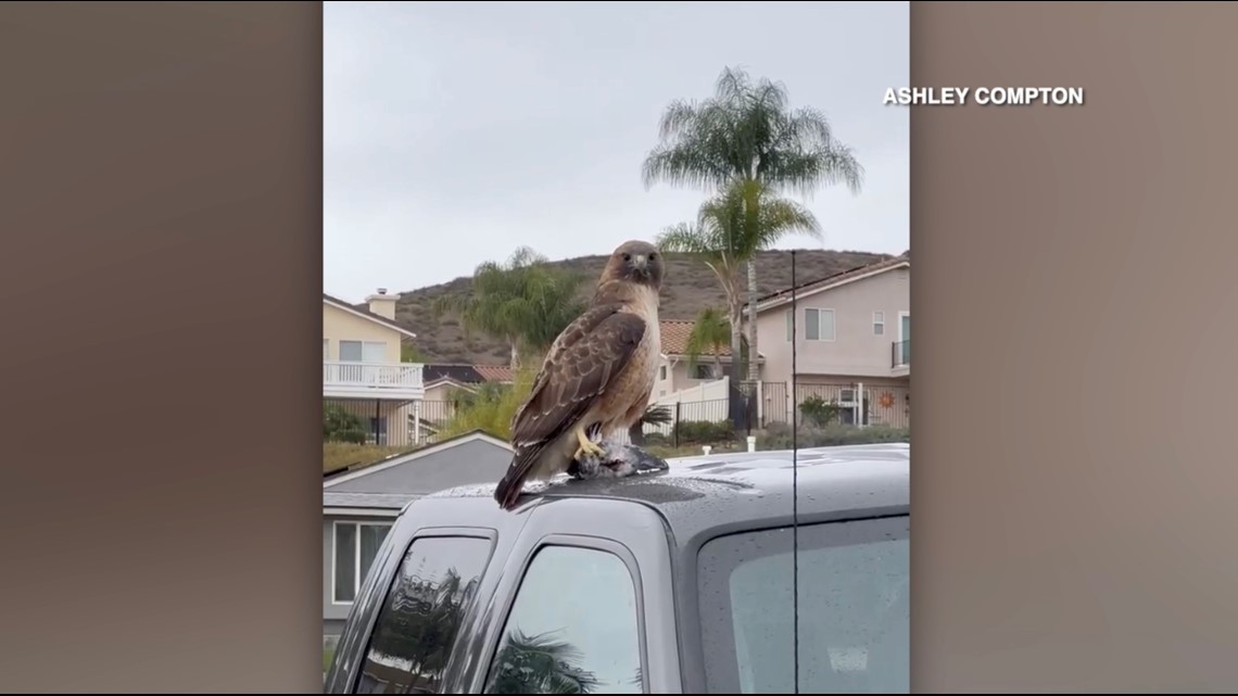 Woman details close-up encounter with Red-tailed Hawk in Santee - Vimarsana News