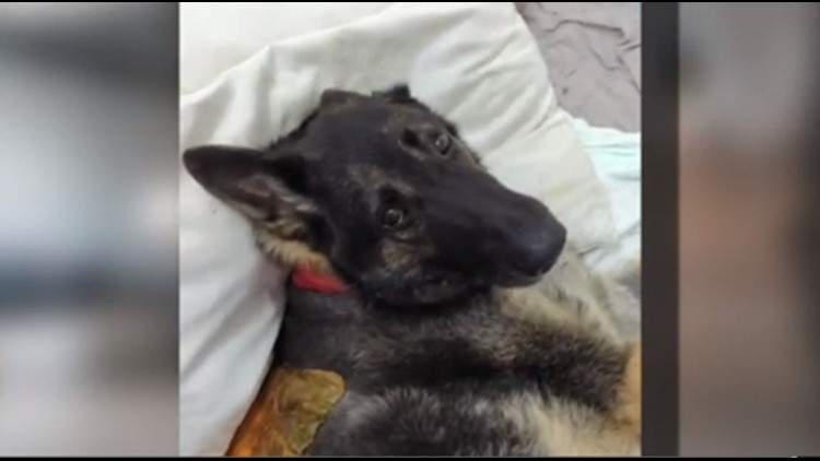 German Shepherd that fell into 50-foot hole recovering