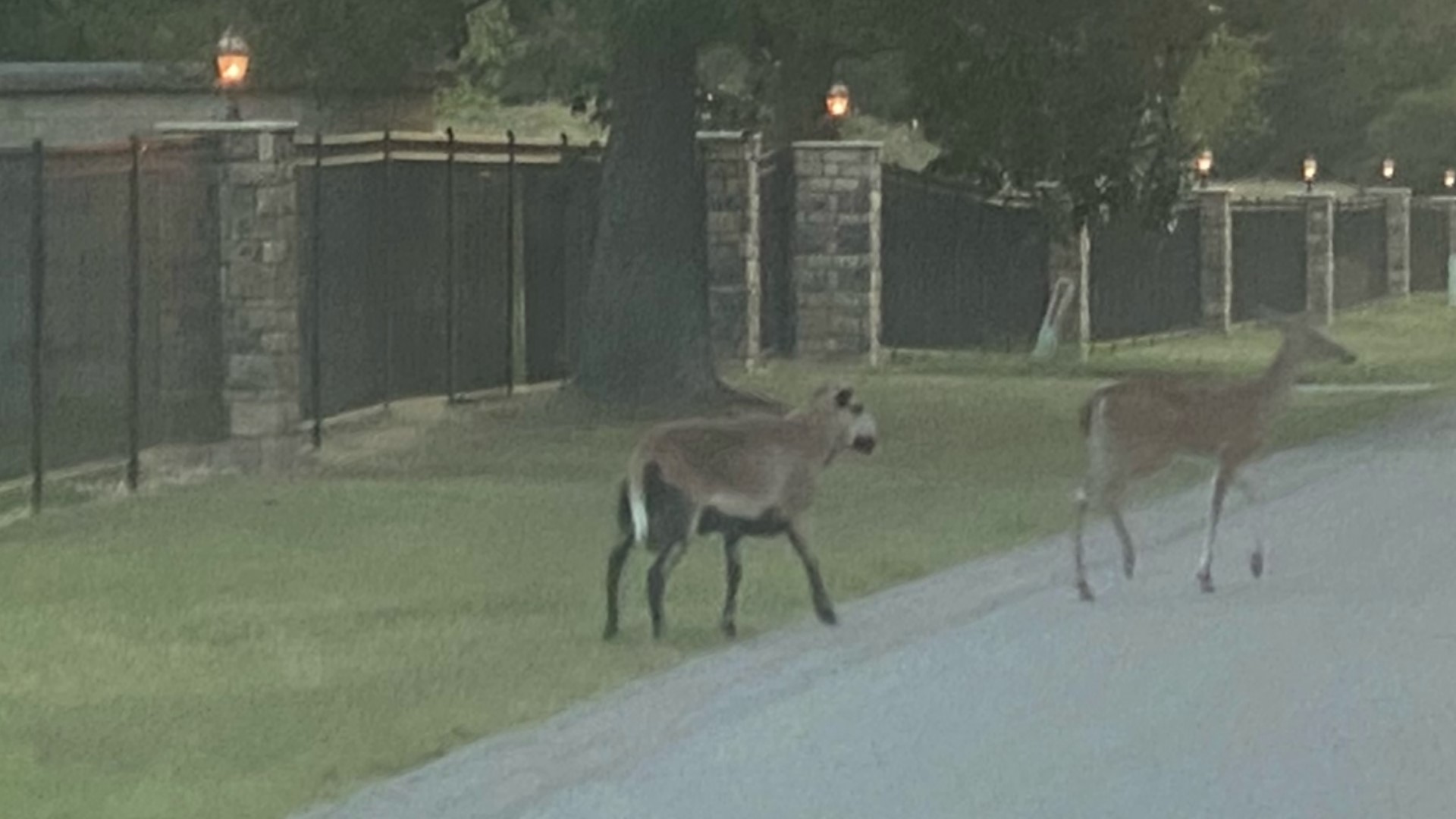 A sheep was spotted in Fayetteville traveling with a herd of deer.