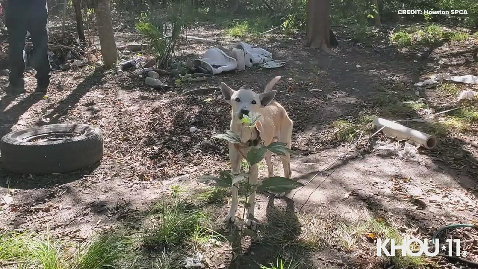 Sixteen emaciated dogs were rescued by Houston SPCA and the Washington County Sheriff’s Office.