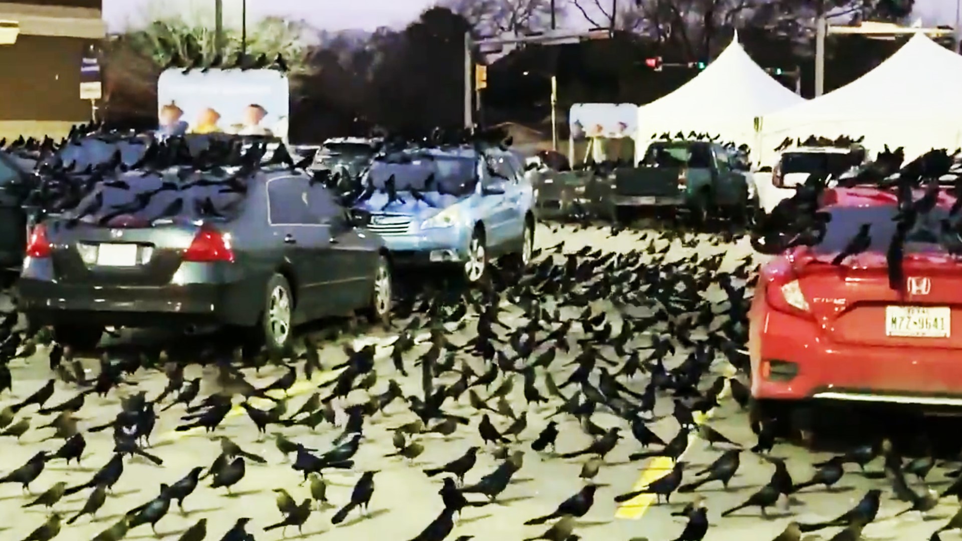 Grackles aren't an uncommon sight (or sound) in Houston, but this is crazy! KHOU 11 reporter Brett Buffington recorded this Jan. 29, 2020 at the Meyerland Kroger.