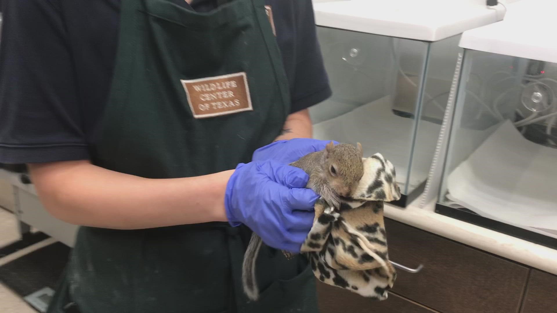 The tiniest storm victims are baby squirrels and other animals that were blown out of their nests by Nicholas. They're getting some TLC at the Texas Wildlife Center.