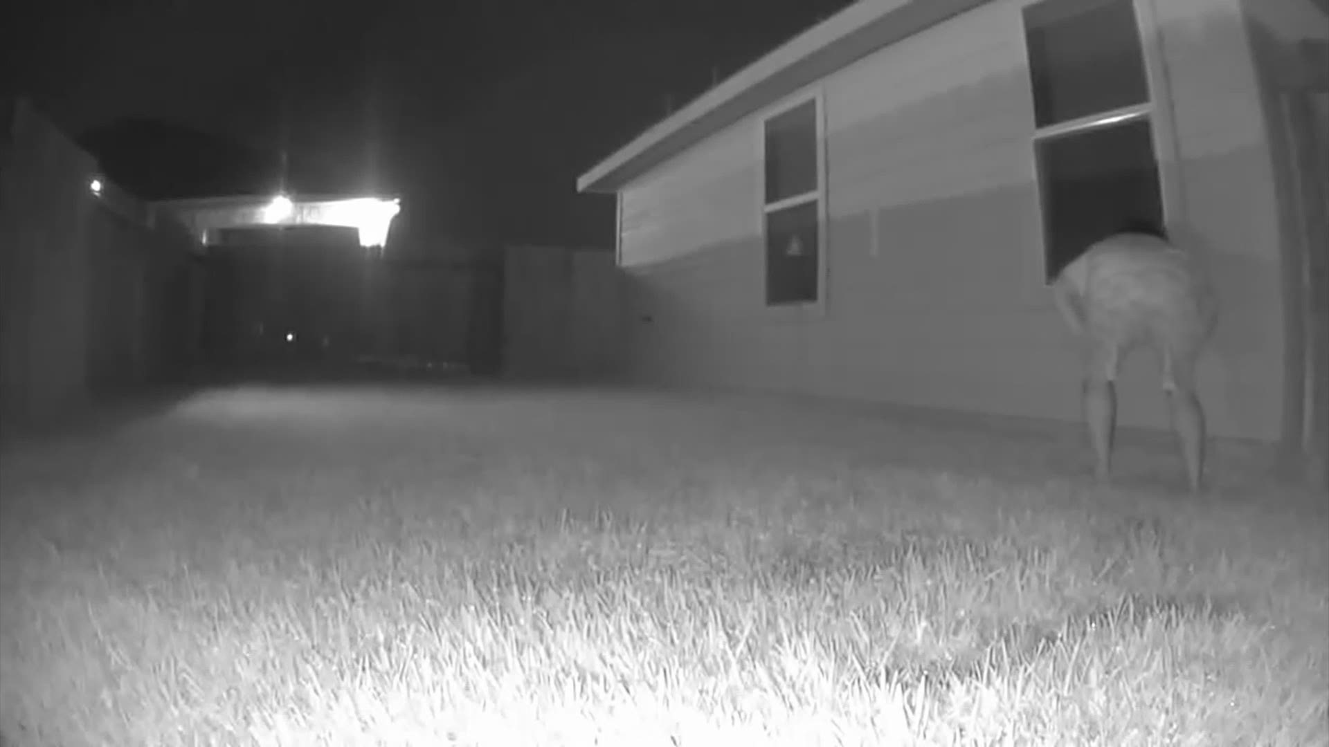 Adriana Garcia said she had a feeling she was being watched, so she installed night vision cameras in her backyard to prove it.