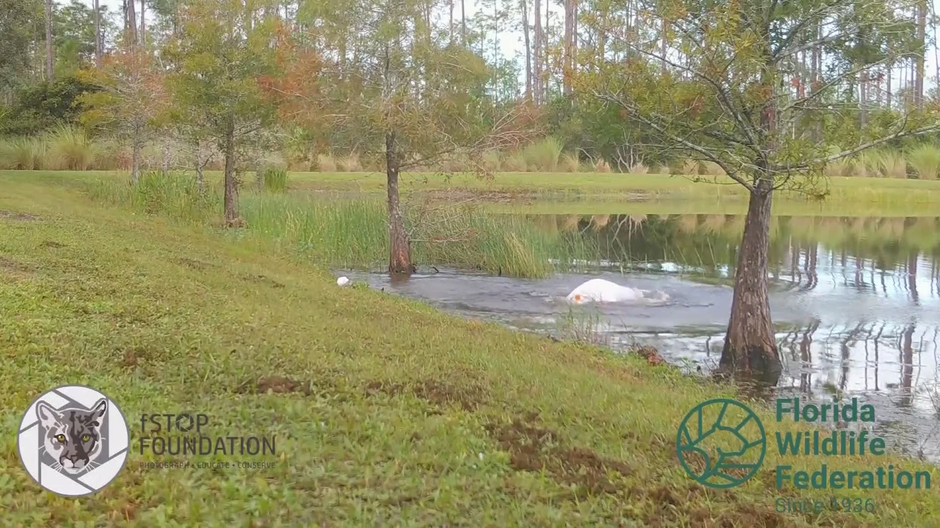 Richard Wilbanks jumped in the water after a gator snatched Gunner. He was able to pry his dog from the alligator's mouth.