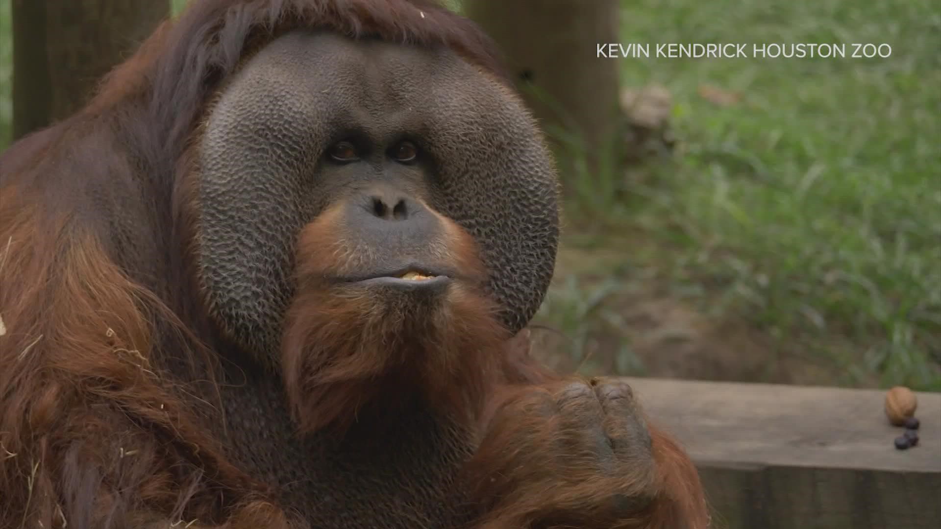 Oldest orangutan in North America turns 45 | wtsp.com